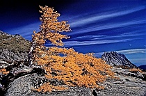 Burning Bush -- Alpine Larch